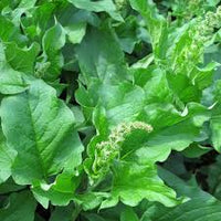 Green Henry Flower seeds for Planting - Drought Tolerant, Heirloom & GMO Free Seeds for Home Garden