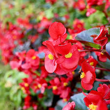 Fibrous Begonia Flower seeds for Planting - Garden Favorite, Heirloom & GMO Free Seeds for Home Garden