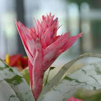 Pink Bromeliad Tillandsia Bulbosa Flower seeds for Planting - Seasonal Bloomer, Heirloom & GMO Free Seeds for Home Garden
