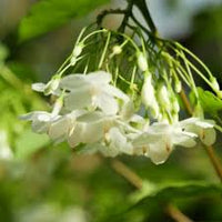 White Mok Flower seeds for Planting - Hardy Variety, Heirloom & GMO Free Seeds for Home Garden
