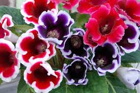 Red Yellow Gloxinia Sinningia Flower Seeds for Planting Drought Tolerant Heirloom & GMO Free Seeds for Home Garden  Sale