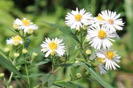 White Prairie Aster Flower seeds for Planting - Cut Flower Favorite, Heirloom & GMO Free Seeds for Home Garden