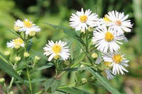 White Prairie Aster Flower seeds for Planting - Cut Flower Favorite, Heirloom & GMO Free Seeds for Home Garden
