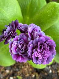 Violet Primrose Seeds for Planting: Brighten Your Landscape