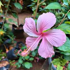 Pink Hibiscus Flower seeds for Planting Compact Growth Heirloom & GMO Free Seeds for Home Garden