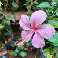 Pink Hibiscus Flower seeds for Planting Compact Growth Heirloom & GMO Free Seeds for Home Garden