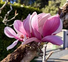 Magnolia Flower seeds for Planting - Easy to Grow, Heirloom & GMO Free Seeds for Home Garden