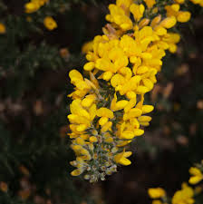 Gorse Ulex Europaeus Flower seeds for Planting - Perfect for Borders, Heirloom & GMO Free Seeds for Home Garden