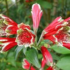 Red Alstroemeria Psittacina Flower seeds for Planting - Cottage Garden Essential, Heirloom & GMO Free Seeds for Home Garden