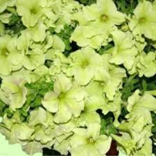 Blue Lime Green Petunia Flower seeds for Planting - Low Maintenance, Heirloom & GMO Free Seeds for Home Garden