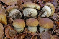 Brown Mushroom Seeds for Planting  Premium Vegetable Seeds