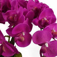 Dark Pink Fern Flower seeds for Planting - Compact Growth, Heirloom & GMO Free Seeds for Home Garden