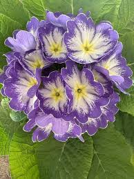 Blue White Primula Flower Seeds for Planting Vibrant Colors Heirloom & GMO Free Seeds for Home Garden
 
 Sale