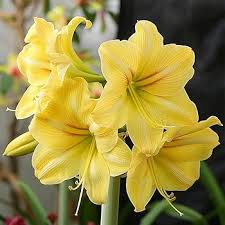 Yellow Hippeastrum Flower seeds for Planting Drought Tolerant Heirloom & GMO Free Seeds for Home Garden