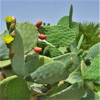 Fresh Kaktusfeige Flower seeds for Planting - Fragrant Blossoms, Heirloom & GMO Free Seeds for Home Garden