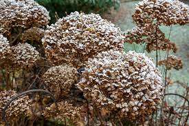 Brown Hydrangea Flower seeds for Planting - Seasonal Bloomer, Heirloom & GMO Free Seeds for Home Garden
