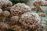 Brown Hydrangea Flower seeds for Planting - Seasonal Bloomer, Heirloom & GMO Free Seeds for Home Garden