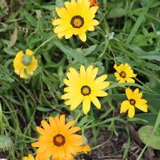 Yellow Dimorphotheca Flower seeds for Planting - Cut Flower Favorite, Heirloom & GMO Free Seeds for Home Garden