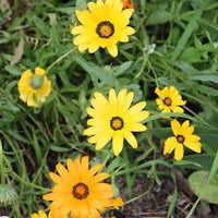 Yellow Dimorphotheca Flower seeds for Planting - Cut Flower Favorite, Heirloom & GMO Free Seeds for Home Garden