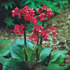 Red Bergenia Cordifolia Flower seeds for Planting - Compact Growth, Heirloom & GMO Free Seeds for Home Garden