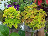Green Coleus Flower seeds for Planting Seasonal Bloomer Heirloom & GMO Free Seeds for Home Garden