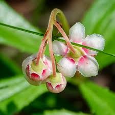 Red Chimaphila Flower seeds for Planting - Cottage Garden Essential, Heirloom & GMO Free Seeds for Home Garden