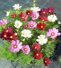 Crazy Mix Cosmos Flower seeds for Planting - Perfect for Borders, Heirloom & GMO Free Seeds for Home Garden