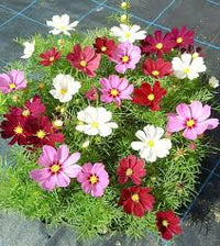 Crazy Mix Cosmos Flower seeds for Planting - Perfect for Borders, Heirloom & GMO Free Seeds for Home Garden