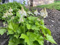 White Tiarella Trifoliata Flower seeds for Planting - Colorful Display, Heirloom & GMO Free Seeds for Home Garden