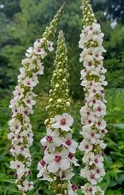 Verbascum Flower seeds for Planting Pollinator Friendly Heirloom & GMO Free Seeds for Home Garden