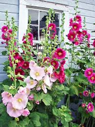 Hollyhock Mix Seeds for Planting  Vibrant Flower Garden Blooms
