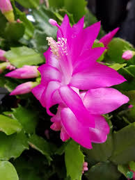 Purple White Schlumbergera Flower seeds for Planting - Vibrant Colors, Heirloom & GMO Free Seeds for Home Garden