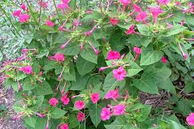 Light Pink Mirabilis Flower seeds for Planting Low Maintenance Heirloom & GMO Free Seeds for Home Garden
