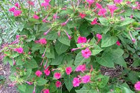 Light Pink Mirabilis Flower seeds for Planting Low Maintenance Heirloom & GMO Free Seeds for Home Garden