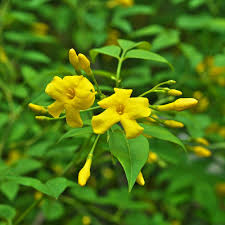 Yellow Jasminum Sambac Flower Seeds for Planting, Heirloom Non-GMO Organic Garden Seeds