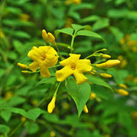 Yellow Jasminum Sambac Flower Seeds for Planting, Heirloom Non-GMO Organic Garden Seeds