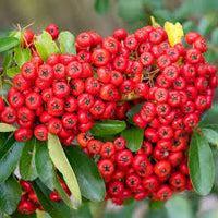 Red Firethorn Fruit Planting Seeds for Vibrant Garden Growth - Seed Ideal for Ornamental
