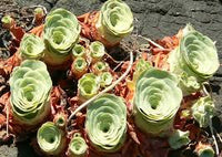 Green Aeonium Greenovia Seeds for Easy Planting