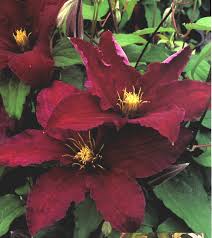 Maroon Clematis Flower seeds for Planting - Drought Tolerant, Heirloom & GMO Free Seeds for Home Garden