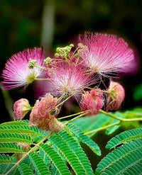 Pink White Mimosa Flower seeds for Planting - Low Maintenance, Heirloom & GMO Free Seeds for Home Garden