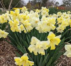 Light Yellow Daffodil Flower seeds for Planting - Perfect for Borders, Heirloom & GMO Free Seeds for Home Garden