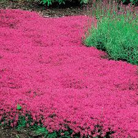 Thymus Serpyllum Flower seeds for Planting Cottage Garden Essential Heirloom & GMO Free Seeds for Home Garden