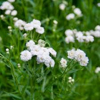 White Ptarmica Flower seeds for Planting - Vibrant Colors, Heirloom & GMO Free Seeds for Home Garden
 
 Sale