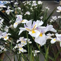 Tiny Dancer Flower seeds for Planting Wildflower Mix Heirloom & GMO Free Seeds for Home Garden