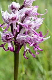 Naked Man Orchid Seeds for Planting - Unique Flowering Plant Seeds