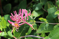 Heirloom Lonicera Tatarica Flower seeds for Planting Fragrant Blossoms Heirloom & GMO Free Seeds for Home Garden