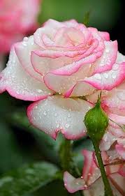 Light Pink Snow Rose Flower Seeds for Planting Colorful Display Heirloom & GMO Free Seeds for Home Garden
 
 Sale