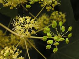 Kalopanax Septemlobus Aralia Seeds for Planting - Long Bloom Season, Heirloom & GMO Free Seeds for Home Garden