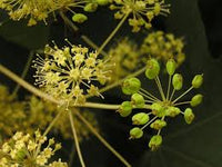 Kalopanax Septemlobus Aralia Seeds for Planting - Long Bloom Season, Heirloom & GMO Free Seeds for Home Garden