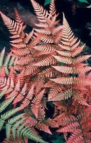 Red Fern for Planting Drought Tolerant Heirloom & GMO Free Seeds for Home Garden
 
 Sale